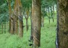橡胶价格波动受何种因素影响？这些因素怎样改变其价格走势？