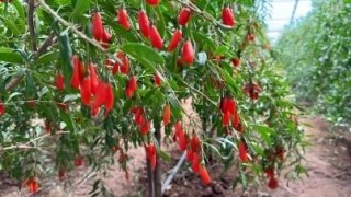 再添5000棵“金杞”！金美信消费金融“种下希望树”第三期圆满收官，三年筑起25000株西部生态屏障