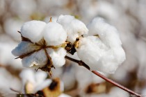 如何去除隔音棉？怎样选择安全有效的隔音棉去除方法？