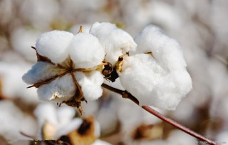 如何去除隔音棉？怎样选择安全有效的隔音棉去除方法？