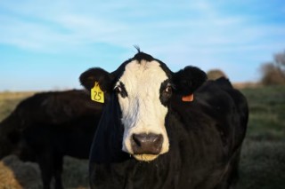 美国牛肉行业向消费者喊话：习惯高价吧