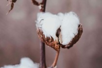 如何理解期权反向比率价差策略？该策略有何应用要点？