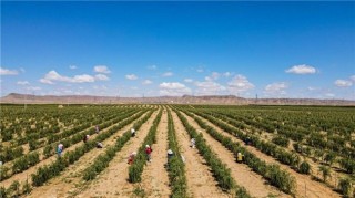 再添5000棵“金杞”！金美信消费金融“种下希望树”第三期圆满收官，三年筑起25000株西部生态屏障