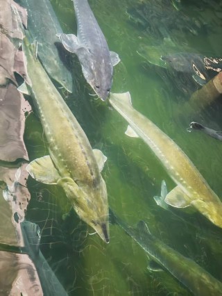 老年人的“诗与远方”：险企扎堆康养旅居，不赚团费赚什么？