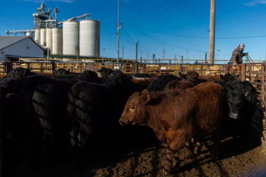 美国牛肉行业向消费者喊话:习惯高价吧 第5张 美国牛肉行业向消费者喊话:习惯高价吧 第5张