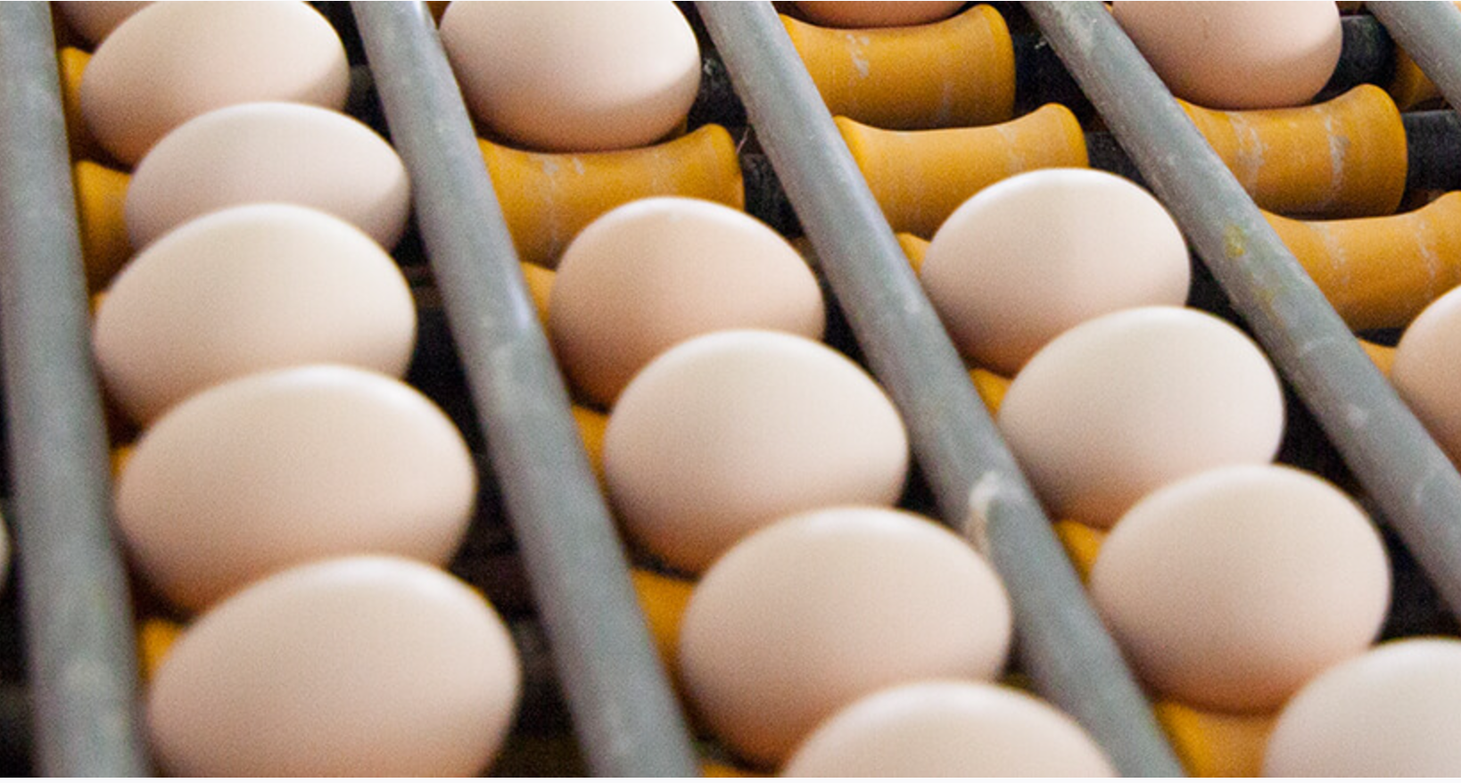 鸡蛋角黄素风波：黄天鹅硬刚职业打假人称“官检见”，个人送检打假模式受质疑  第2张